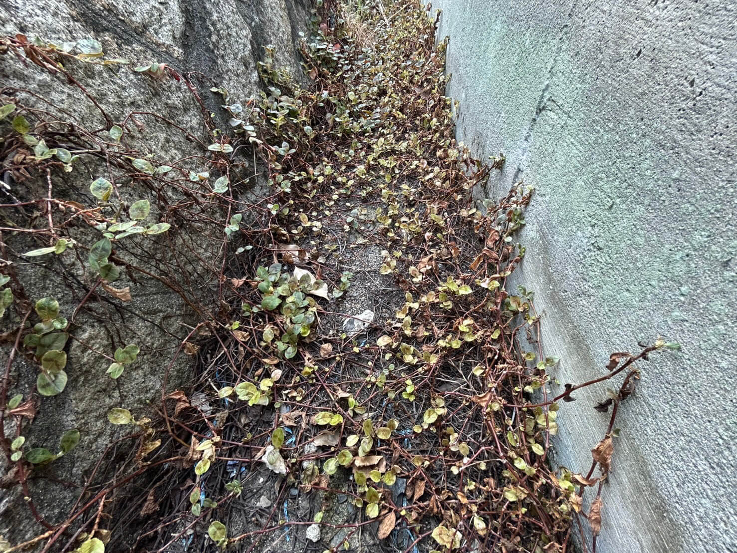 西区井口二丁目土地