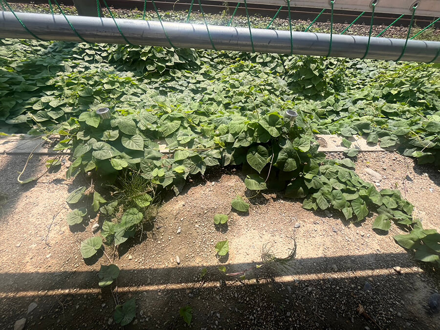 西区古江西町土地