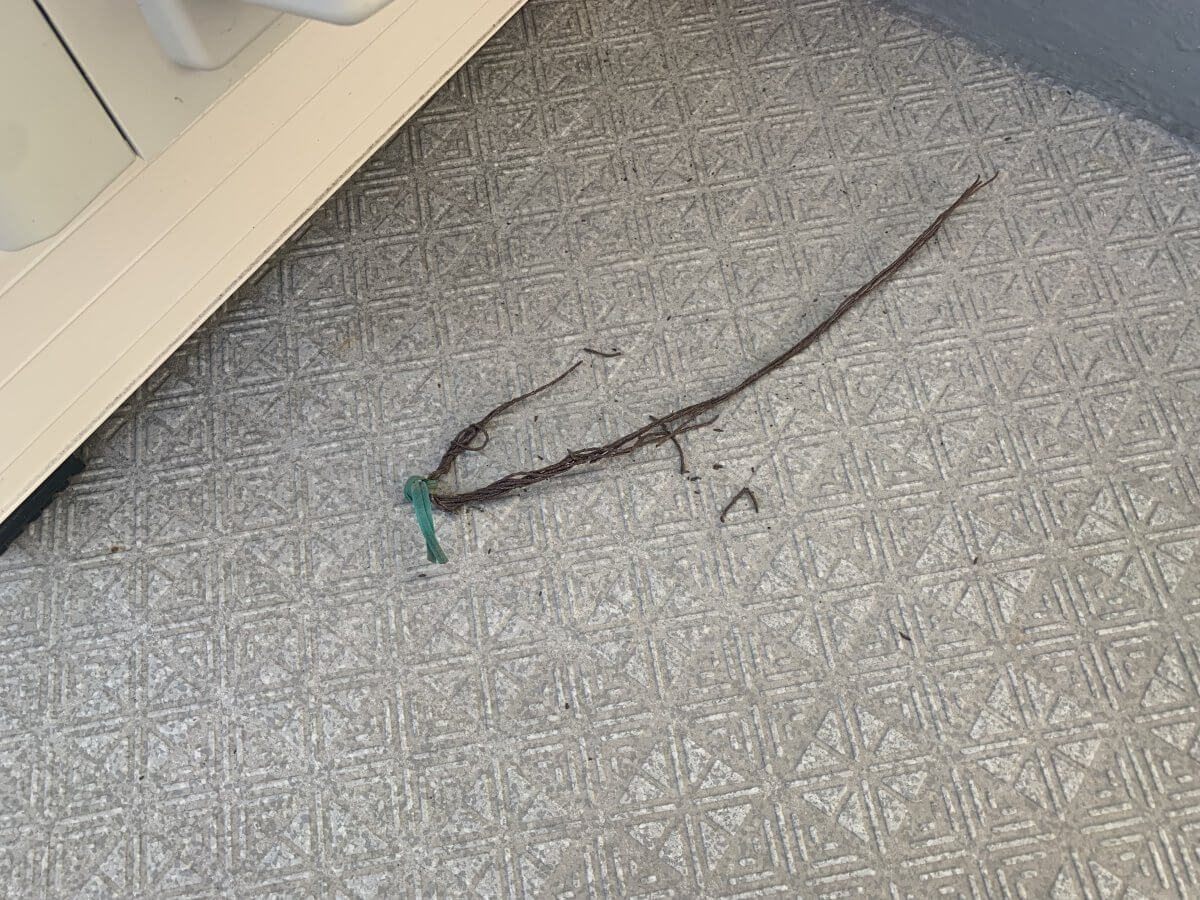 エバーグリーン江波山