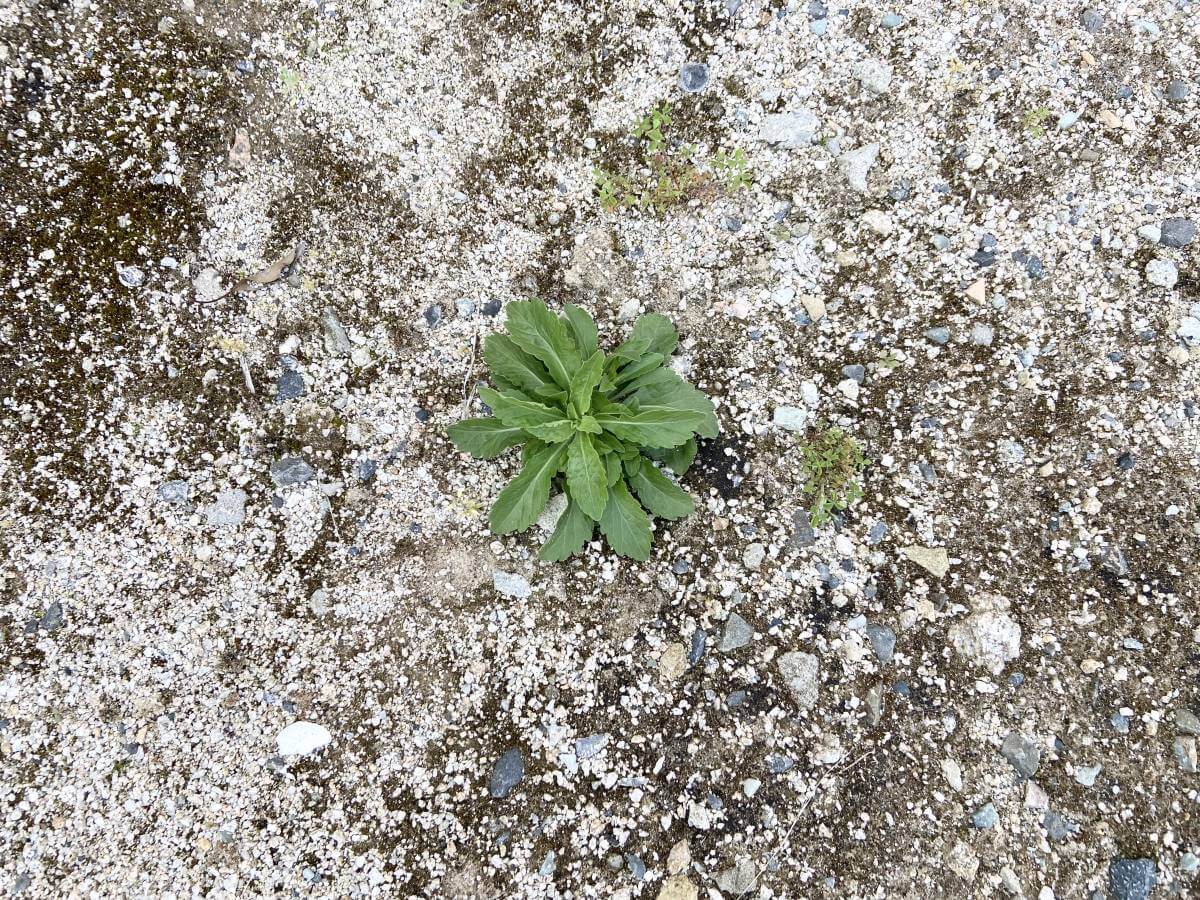 安佐北区亀山南三丁目土地