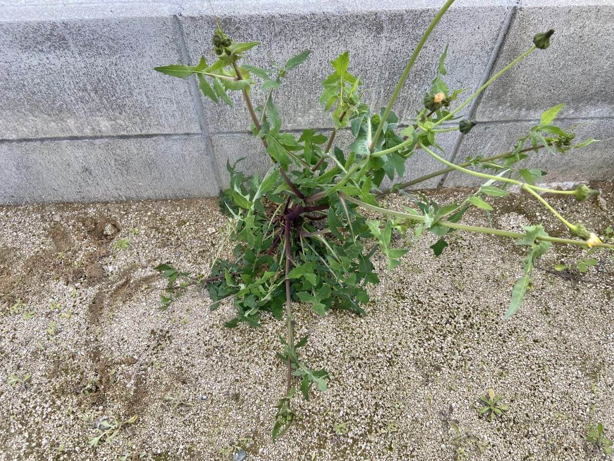 安佐北区可部一丁目 新築