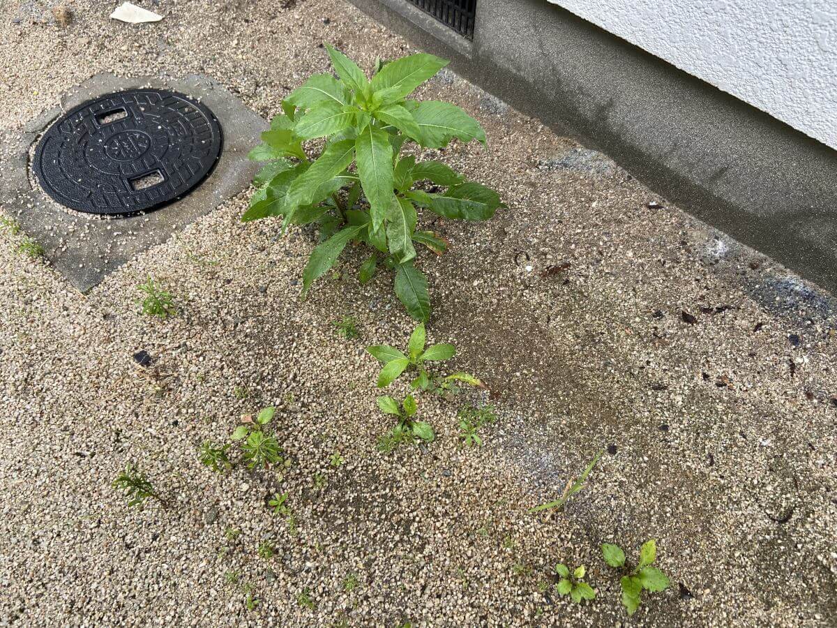 安佐北区三入東一丁目戸建